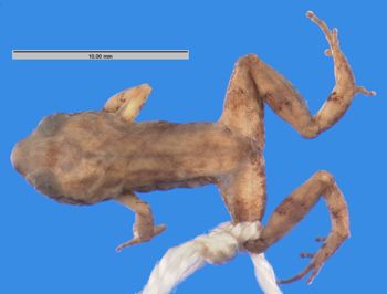 Media type: image; Herpetology A-103893